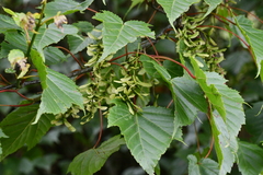 Acer morrisonense