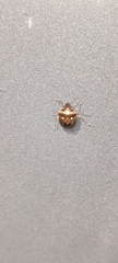 Eysarcoris ventralis