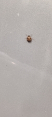 Eysarcoris ventralis