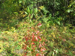 Rhododendron dauricum