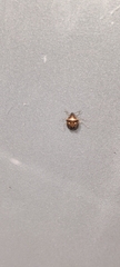 Eysarcoris ventralis