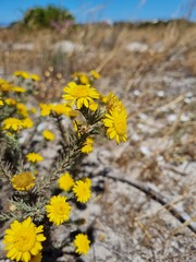 Leysera gnaphalodes
