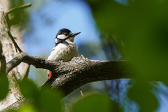 Dendrocopos major