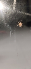 Eysarcoris ventralis