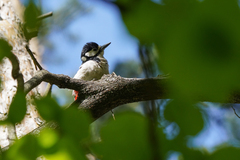 Dendrocopos major