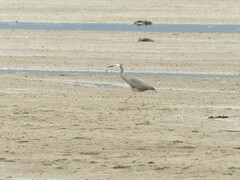 Egretta novaehollandiae novaehollandiae