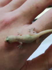 Hemidactylus frenatus