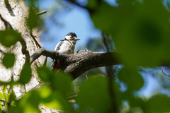 Dendrocopos major