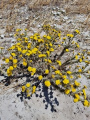 Leysera gnaphalodes