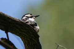 Dendrocopos major