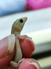 Hemidactylus frenatus