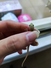 Hemidactylus frenatus