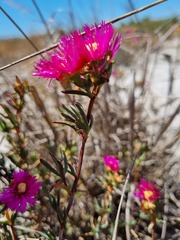 Lampranthus stenopetalus
