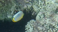Chaetodon trifasciatus