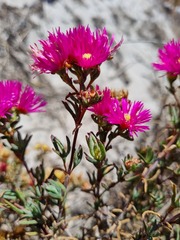 Lampranthus stenopetalus