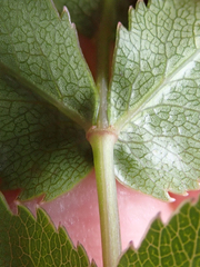 Scandia rosifolia