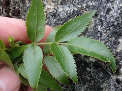 Scandia rosifolia