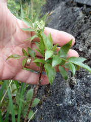 Scandia rosifolia