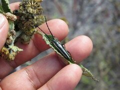 Sphaenothecus trilineatus