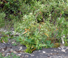 Scandia rosifolia