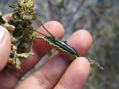 Sphaenothecus trilineatus