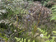 Thelymitra graminea