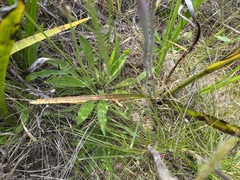 Thelymitra graminea