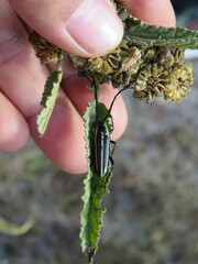 Sphaenothecus trilineatus