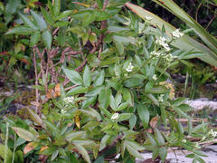 Scandia rosifolia