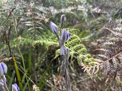 Thelymitra graminea