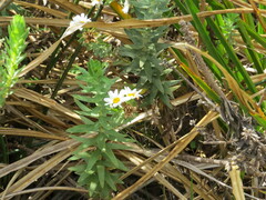 Osmitopsis asteriscoides