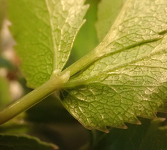 Scandia rosifolia