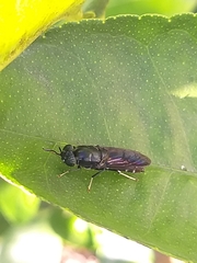 Hermetia illucens