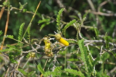Sophora microphylla