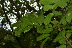 Dysoxylum hongkongense