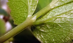 Scandia rosifolia