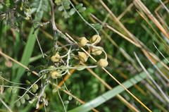Sophora microphylla