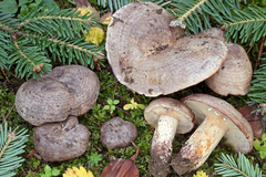 Lactarius violascens