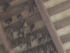 Cynopterus brachyotis