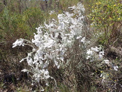 Eriocephalus racemosus