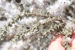 Eriocephalus racemosus
