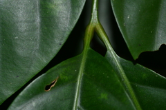 Dysoxylum hongkongense