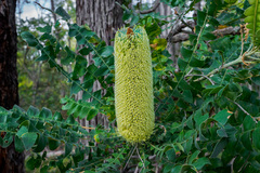 Banksia grandis