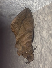 Eudocima serpentifera