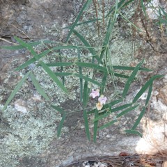 Lathyrus graminifolius
