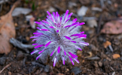 Ptilotus manglesii