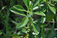 Myoporum