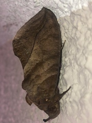 Eudocima serpentifera