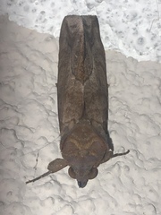 Eudocima serpentifera