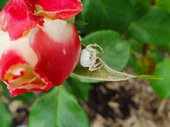 Zygometis xanthogaster